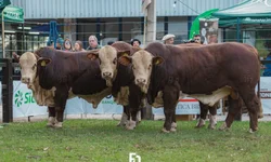 Animais puros e alta genética nas pistas de julgamento de rústicos da Angus