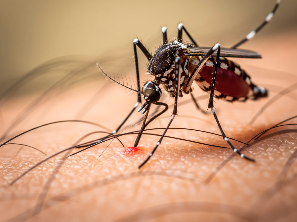 Casos de dengue seguem estáveis, mas população deve permanecer atenta