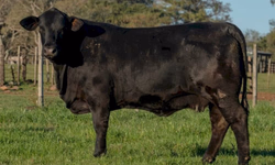 Inicia fase de adaptação da Prova de Eficiência Alimentar 2022