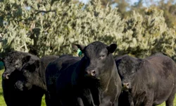 Colibri Matrero e Gabriel Marty são tricampeões