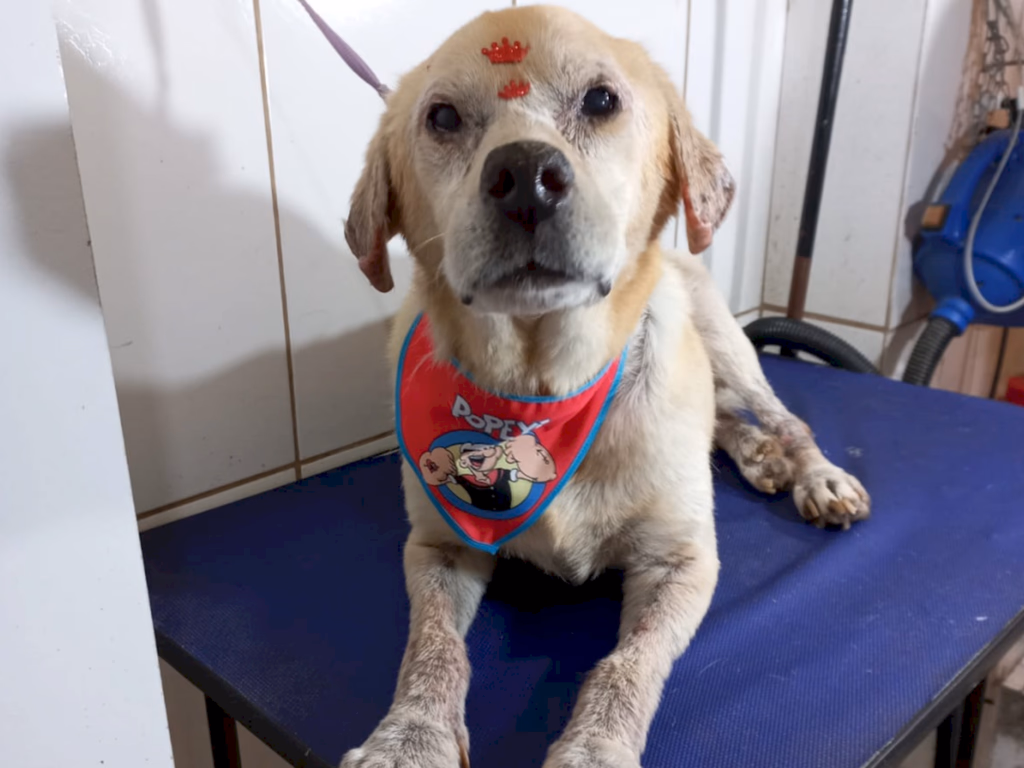 Cãopanha realiza evento para arrecadar fundos