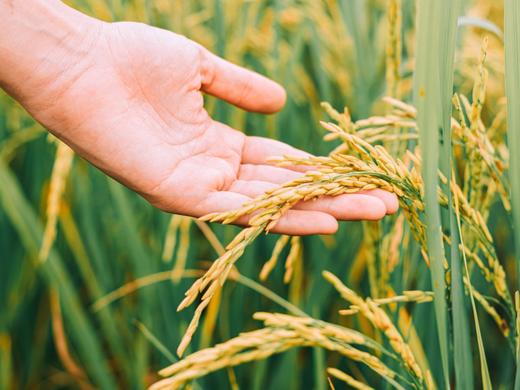 Lançamento da 36ª Abertura Oficial da Colheita do Arroz ocorre dia 1º
