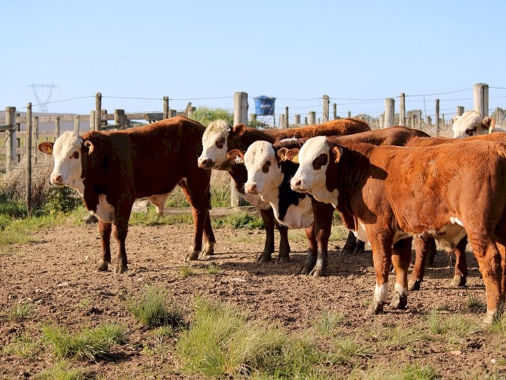 PAC HB divulga terceira pesagem oficial do ciclo 2019