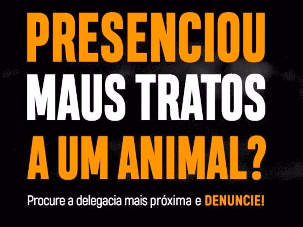 Galo ferido é resgatado de oferenda religiosa