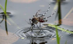 Diabetes tipo 5 foi reconhecido como uma nova forma da doença