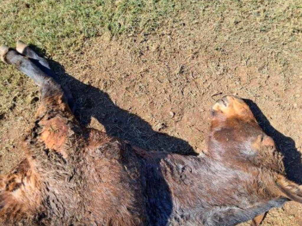 Cabanha é denunciada por maus-tratos aos animais