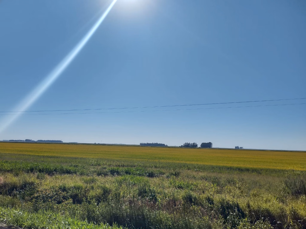 Pampa é o bioma brasileiro que mais perdeu vegetação natural