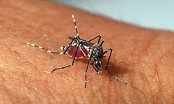 Confirmado mais um caso de dengue em Uruguaiana