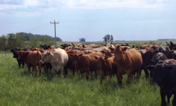 Prorrogado prazo para inscrição no programa de Sementes Forrageiras de inverno e verão