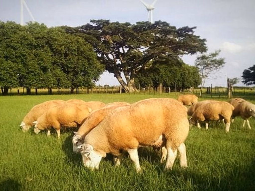 Exames e conhecimento sobre linhagem ajudam na escolha de ovinos