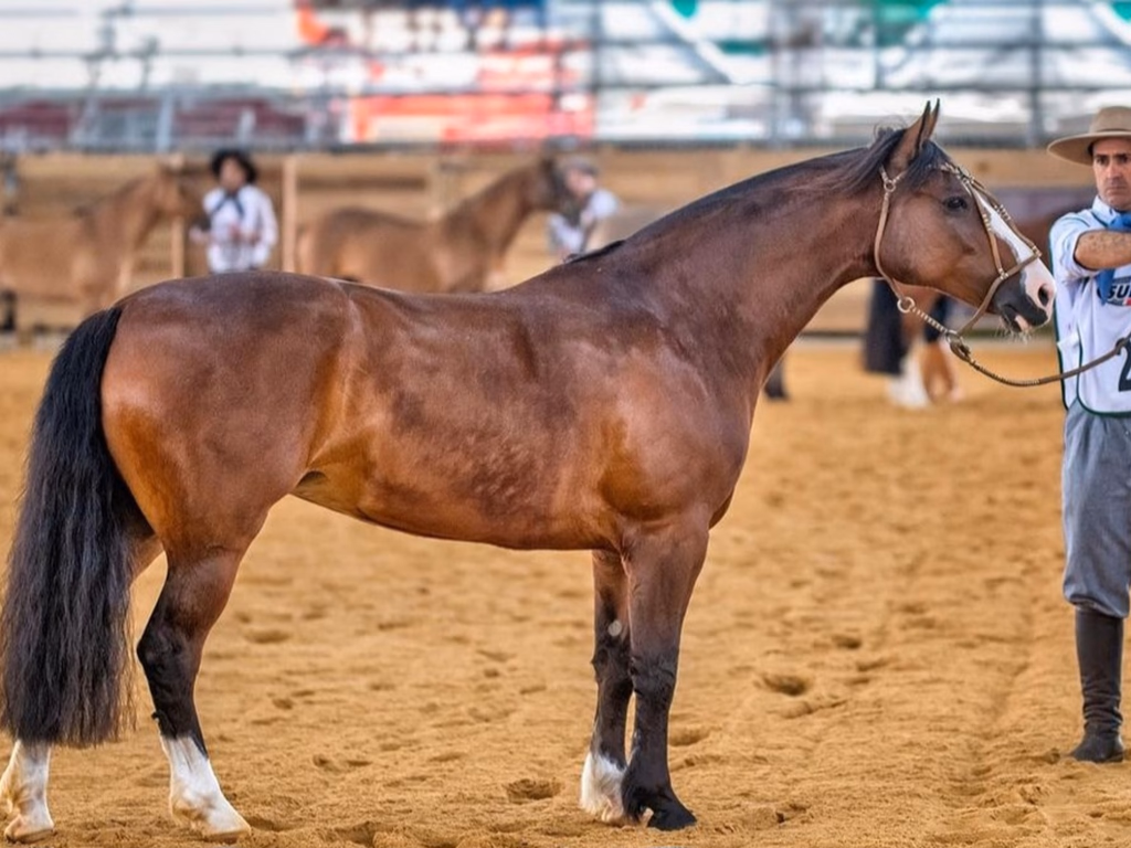 Égua de Uruguaiana lidera primeira parcial do Freio de Ouro
