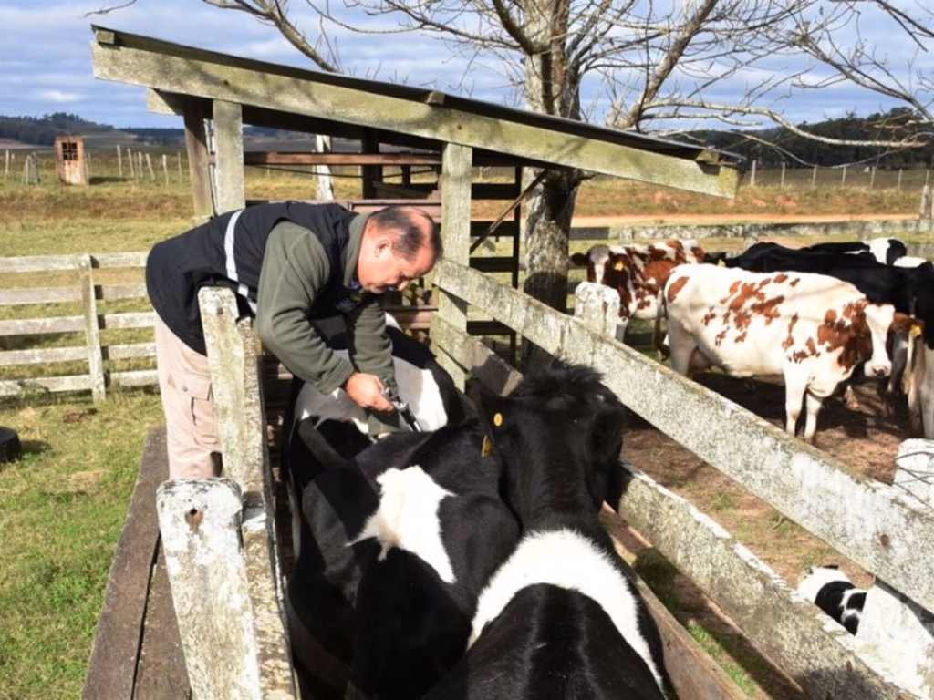 Fórum debaterá programa de erradicação da febre aftosa