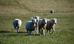 Parceria possibilitará cálculo de balanço de carbono nos sistemas agropecuários