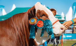 ABCCC inicia calendário de provas do Cavalo Crioulo 2025