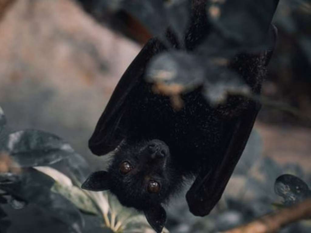 Biólogos brasileiros investigam quais vírus de morcegos infectam humanos