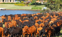 Programa Carne Pampa fecha 2018 com crescimento de 22%
