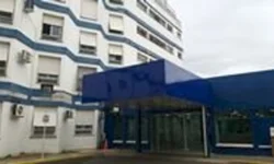 Cientistas querem criar embriões sintéticos para doar órgãos