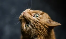 Delegadas de Uruguaiana participam da 6ª Conferência Estadual de Políticas para Mulheres