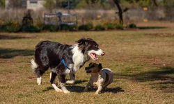 PPA é aprovado pela Câmara com 35 emendas