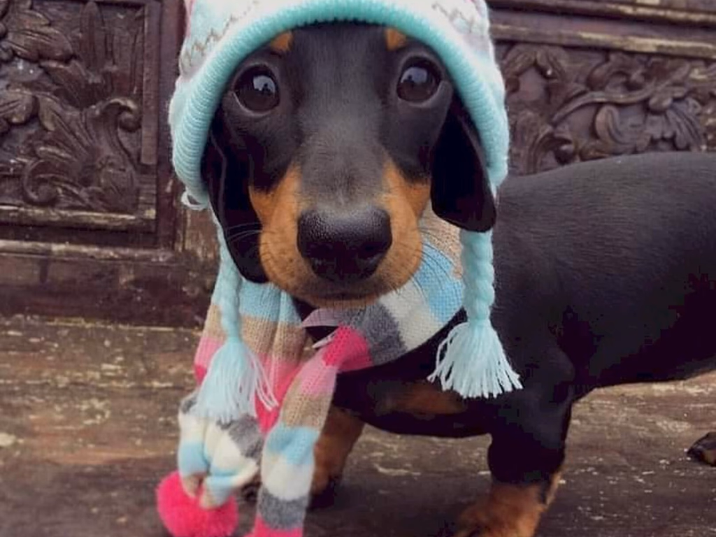 Uruguaiana tem Campanha do Agasalho Animal