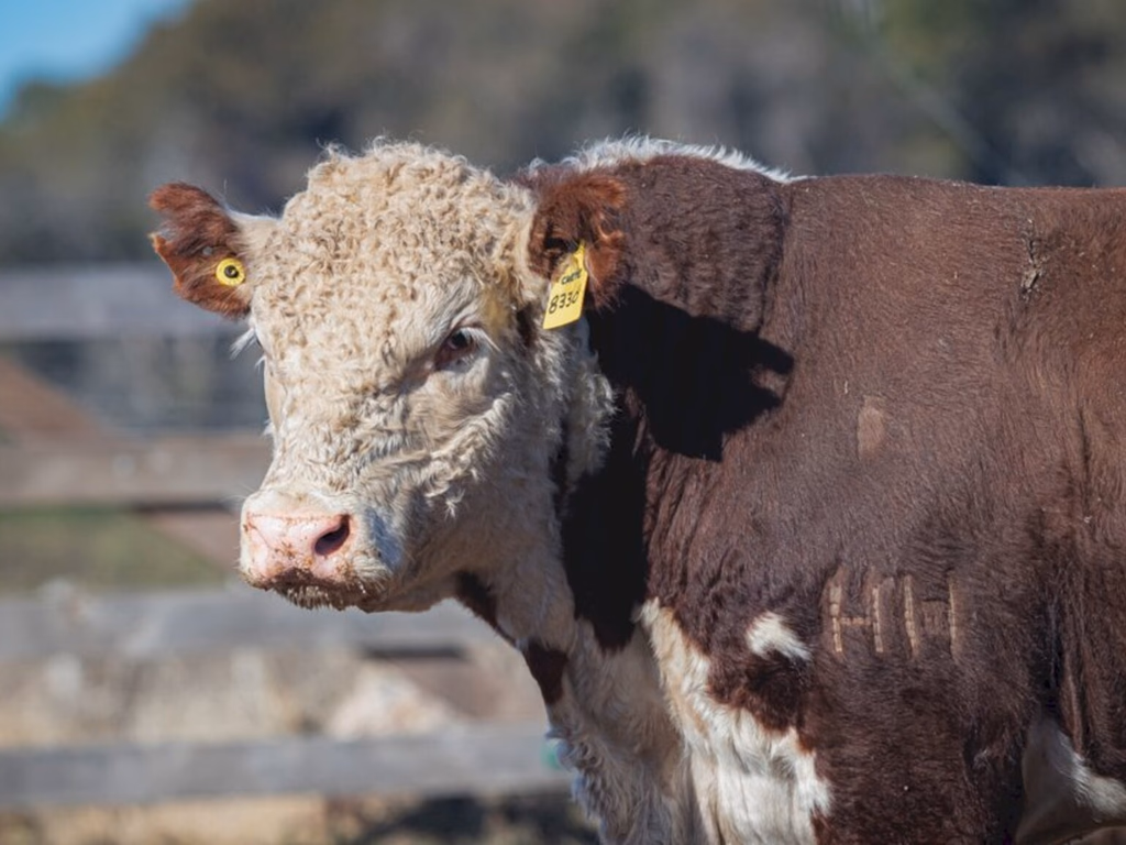 ABHB lança Sumário de Avaliação Genética PampaPlus 2020