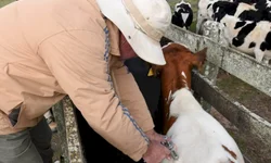 Seapa suspende multa para quem perdeu prazo de vacinação