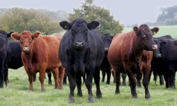 Ultrablack tem alta de 34,78% em registros