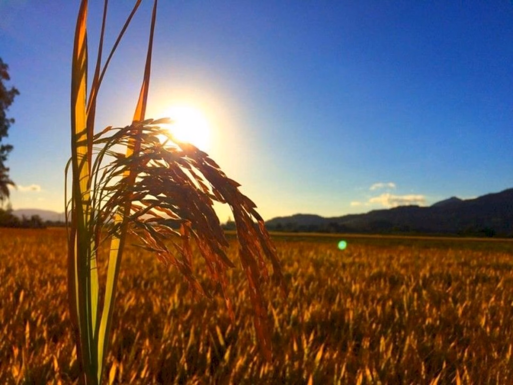 Aplicação dos recursos de crédito rural ultrapassa R$ 135 bilhões em sete meses