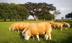 Simvet/RS promove nova edição do treinamento para o PNCEBT