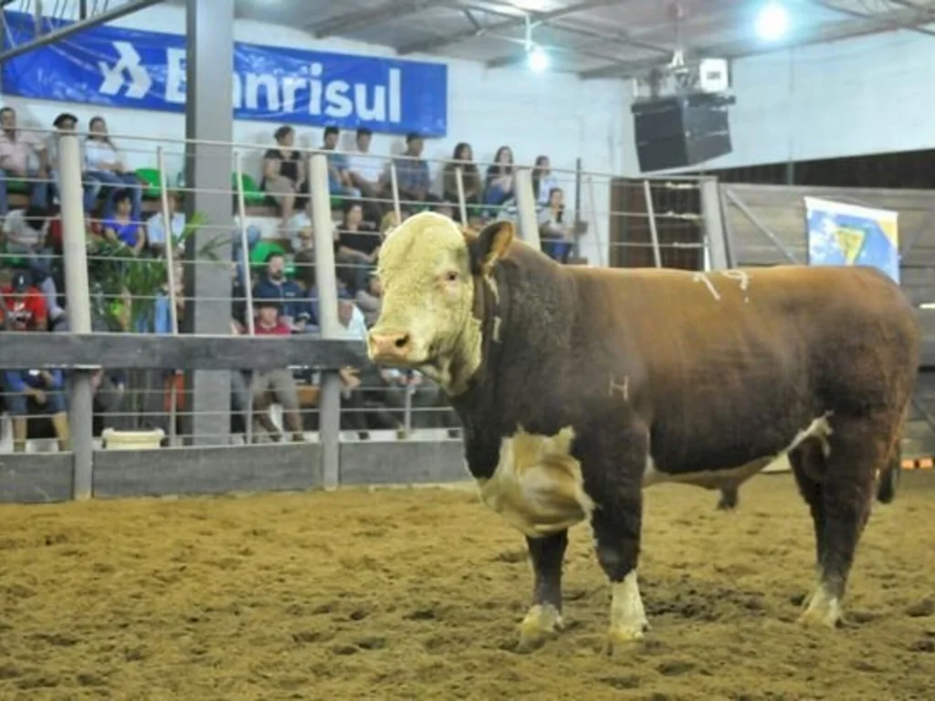 Fomento no Brasil Central deve estimular procura por Hereford e Braford