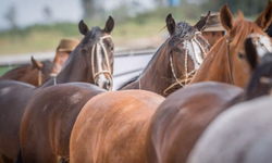Grêmio começa a disputa da 31ª Copa Santiago de Futebol Juvenil
