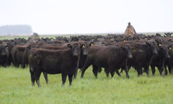 Genética campeã da Expointer será ofertada no 18º Remate Só Angus