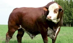 Seapa suspende multa para quem perdeu prazo de vacinação