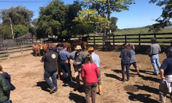 Genética campeã da Expointer será ofertada no 18º Remate Só Angus
