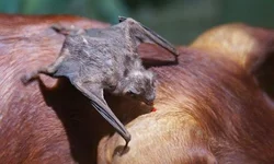 Uruguaiana soma 379 casos de influenza 2023