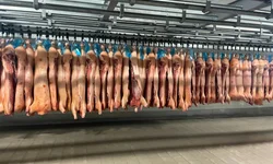 CFMV abre consulta pública sobre atendimento domiciliar