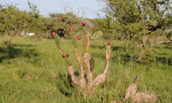 Fim da obrigatoriedade de máscaras em aeroportos e aviões