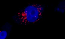 Pesquisa sobre coronavírus no RS entra na sétima etapa de testes
