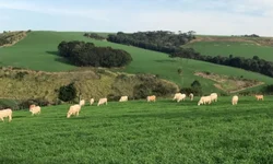 Cicico Dorneles será homenageado na 33ª Abertura da Colheita do Arroz