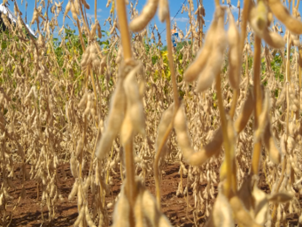 Câmara Setorial da Soja debate controle da ferrugem asiática