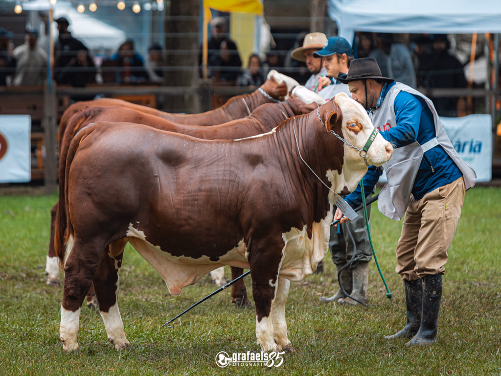 Exposições de primavera abrem calendário com eventos em Bagé, Lavras e Vacaria