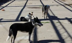 Eleição para diretores acontece nesta terça-feira