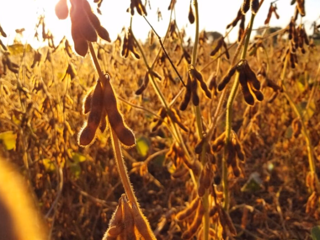 Seca Agrava situação das lavouras e impacta produção na Fronteira Oeste