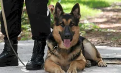 Aprovado Dia do Cão de Polícia