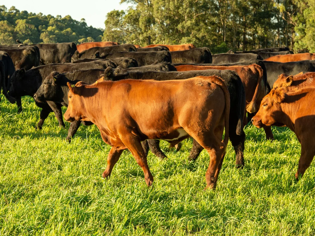 Pecuaristas vão debater valorização da carne