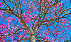 II Seminário de Saúde Mental reúne comunidade e profissionais