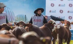 Mundial Braford reunirá pecuaristas de vários países