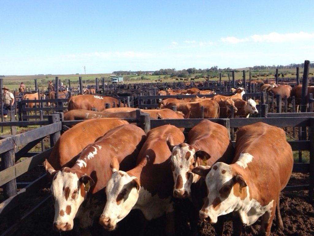 Supertaxa dos Estados Unidos impactará o mercado pecuário de leilões