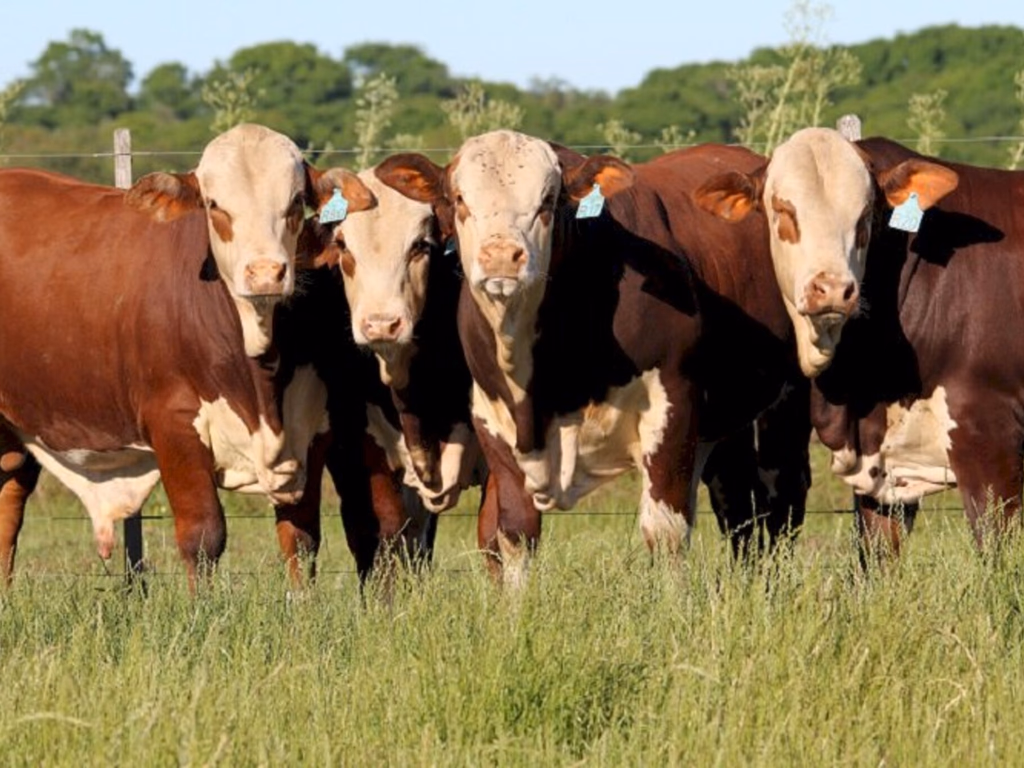 ABHB comemora crescimento das raças Hereford e Braford em 2020