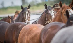 Simvet/RS promove nova edição do treinamento para o PNCEBT